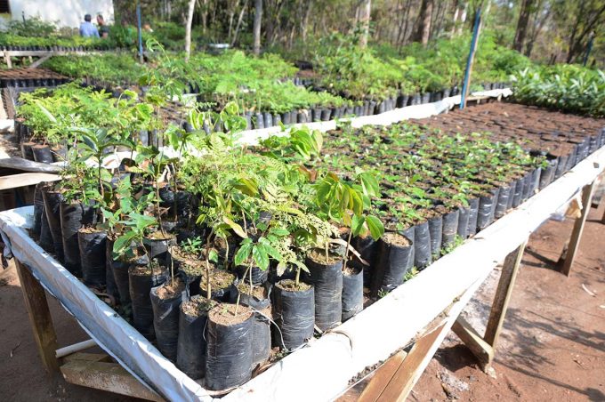 Herbário Municipal Sertão da Ressaca é responsável pela produção de mudas nativas e estudo da flora