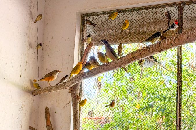 Cetas já recebeu cerca de 300 animais neste mês de agosto e mantém papel de proteção da biodiversidade