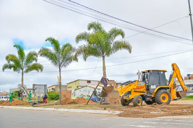 Secretaria de Meio Ambiente realiza transplantio de três palmeiras para entrada da Avenida Brumado