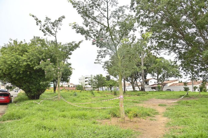 Colônia de abelhas em árvore na entrada do Bem Querer será retirada por equipes da Prefeitura na noite deste sábado