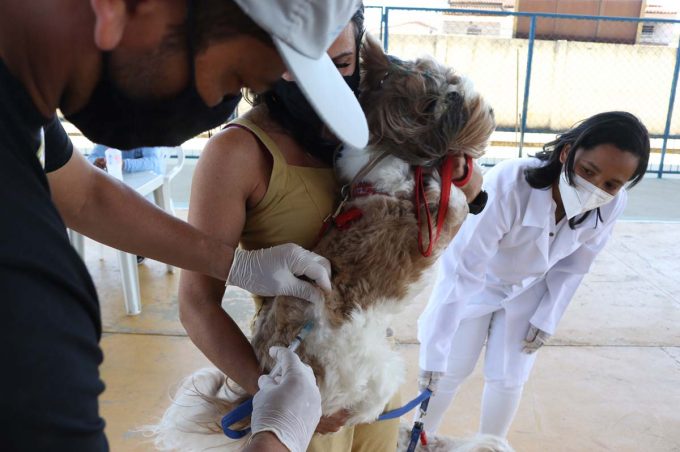 Campanha de Vacinação Antirrábica será encerrada neste sábado