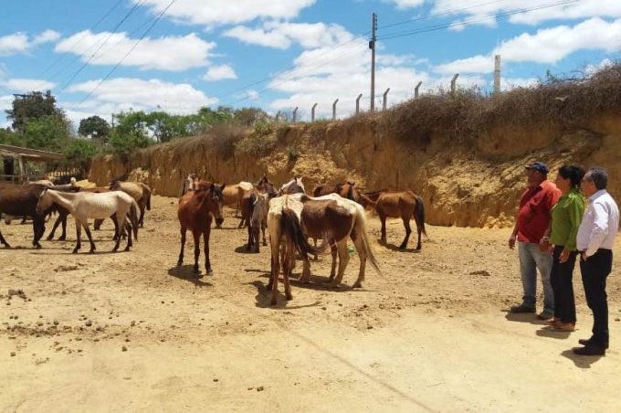 Posturas fiscaliza e apreende animais soltos em vias públicas