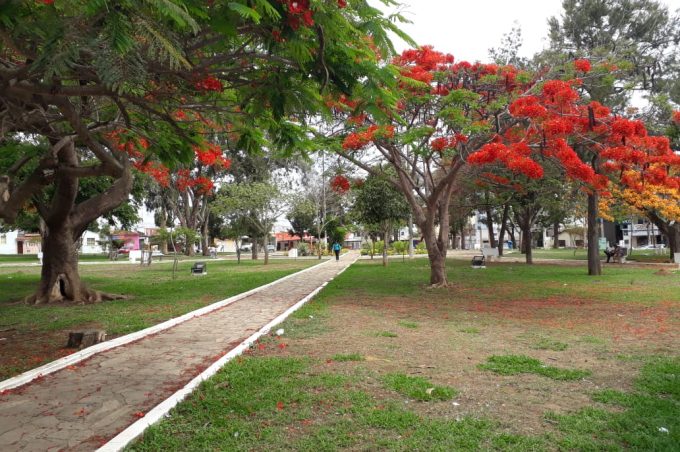 Semma trabalha na preservação de flamboyans de flores amarelas