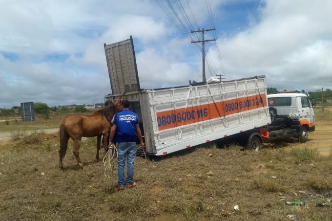 Prefeitura apreende 21 animais na área da Lagoa das Bateias