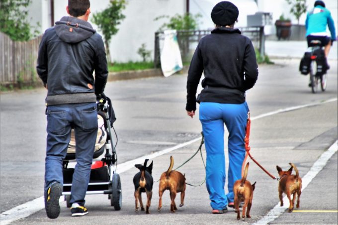 Prefeitura aprova lei sobre livre circulação e proteção de animais domésticos