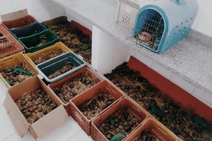 Cetas recebe mais de mil e duzentos jabutis apreendidos pelo Ibama de Minas Gerais