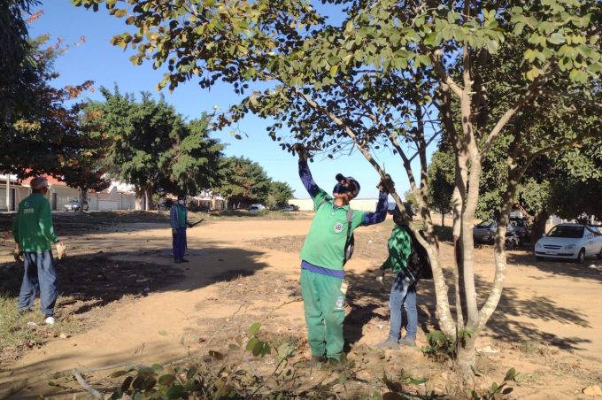 Secretaria de Meio Ambiente realiza mutirão de podas na cidade
