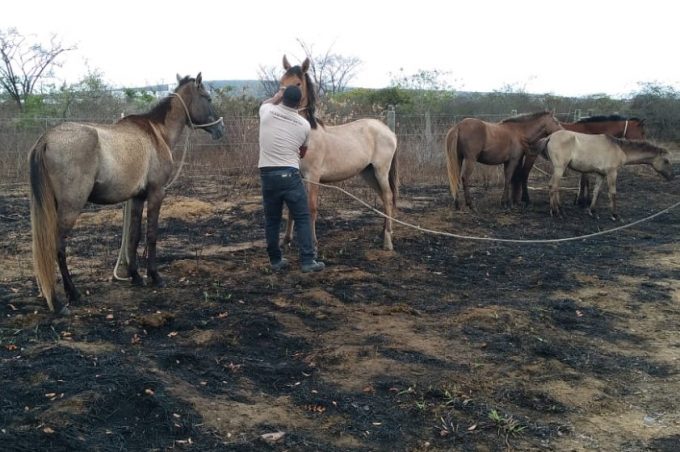 Prefeitura apreendeu mais de 50 animais de grande porte em 30 dias
