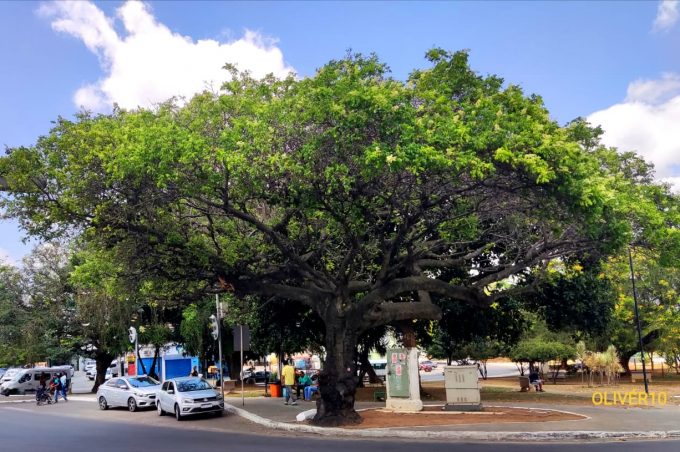Secretaria de Meio Ambiente anuncia curso de produção de mudas nativas para gestores e técnicos