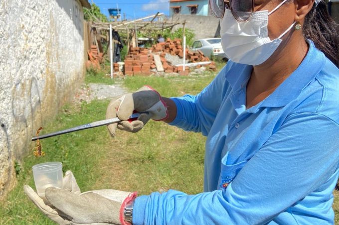 Centro de Controle de Endemias alerta para o aparecimento de escorpiões e aumento de acidentes no verão