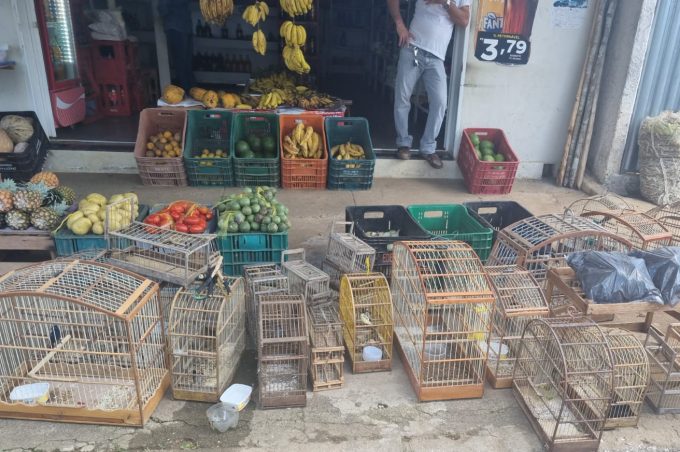 Ação de fiscalização da Semma com apoio do Gama resgata pássaros silvestres e apreende armas