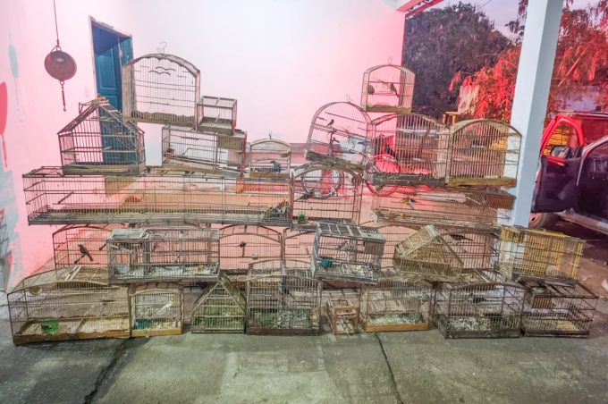 Secretaria Municipal de Meio Ambiente resgata pássaros silvestres de cativeiro no bairro Guarani