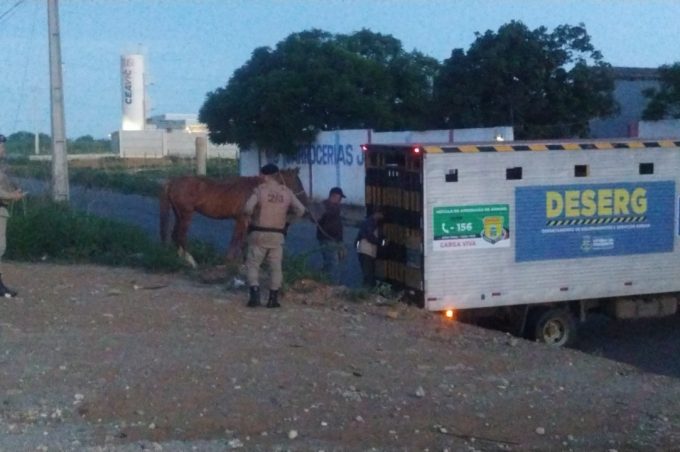 Secretaria de Serviços Públicos presta apoio às polícias rodoviárias estadual e federal na apreensão de animais soltos nas rodovias
