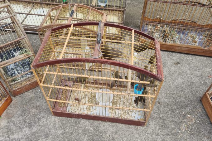 Mais 38 aves silvestres foram apreendidas em ação conjunta do Meio Ambiente e da Guarda Municipal nesta segunda, 29