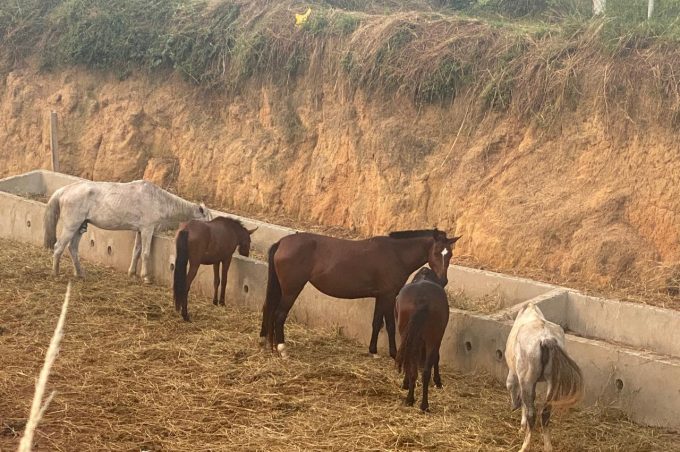 Sesep apreendeu 378 animais soltos nas ruas de janeiro a setembro de 2024