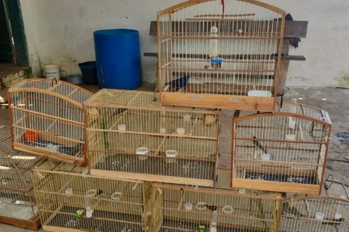 Secretaria do Meio Ambiente resgata pássaros silvestres no Vila América. Este ano foram resgatadas 345 aves na cidade