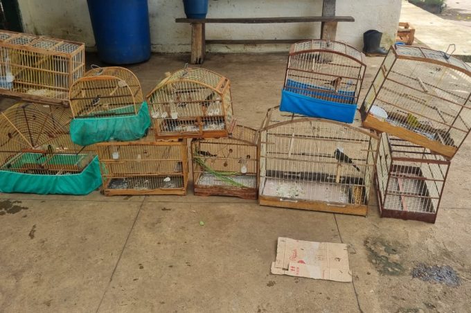 Equipe de Fiscalização da Secretaria de Meio Ambiente apreende 16 aves na Zona Urbana de Vitória da Conquista