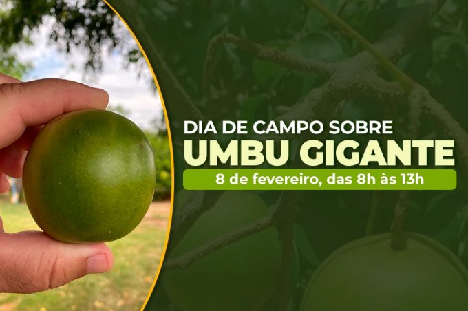 Prefeitura realiza Dia de Campo neste sábado para incentivar cultura do umbu gigante no município