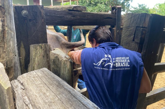 SMDR acompanha gestação de novilhas fecundadas em programa de melhoramento genético do rebanho
