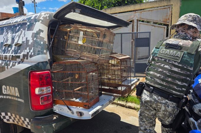 Equipes da Semma e da Guarda Municipal apreendem 84 aves silvestres em operação conjunta de Carnaval
