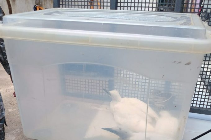 Filhotes de garças são resgatados para o Cetas após ninho cair de árvore no Candeias