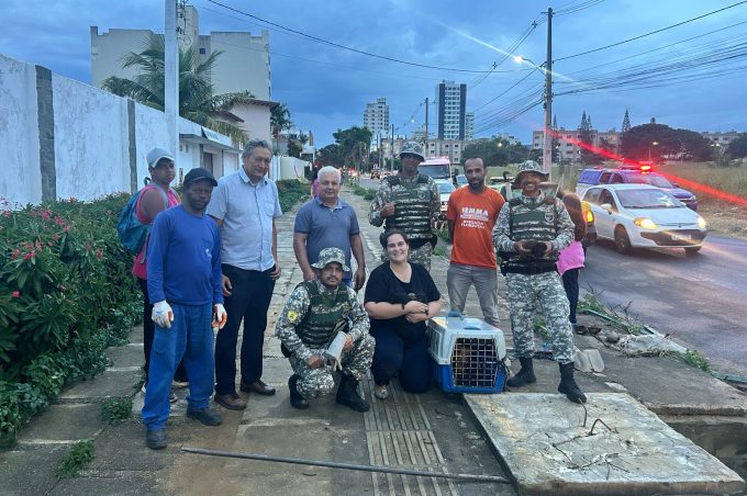 Semma, Guarda Municipal e Seinfra resgatam cadela com seis filhotes dentro de bueiro no bairro Candeias