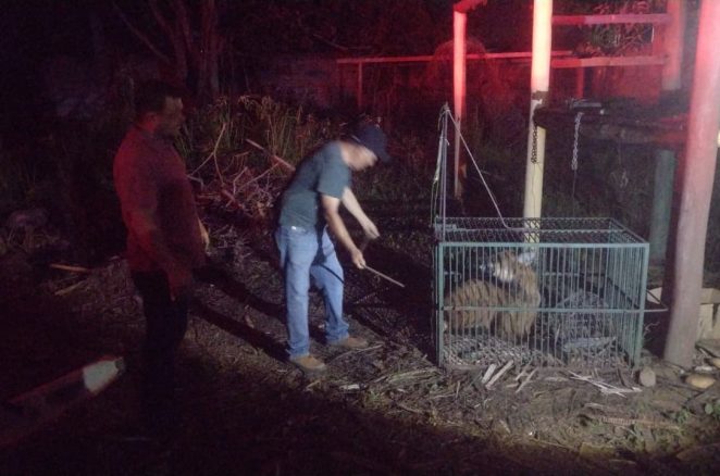 Raro na região, lobo-guará é resgatado pela Semma em sítio no loteamento Vila Elisa
