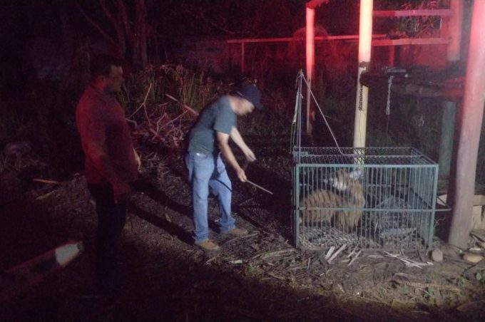 Raro na região, lobo-guará é resgatado pela Semma em sítio no loteamento Vila Elisa
