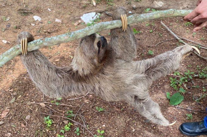 Guarda Municipal resgata bicho-preguiça na zona rural de Vitória da Conquista