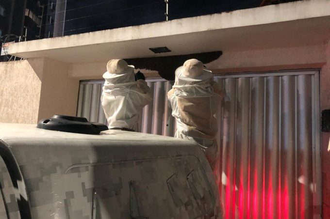 Gama retira enxame de abelhas no bairro Recreio e orienta população sobre cuidados para garantir segurança