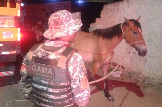 Grupo Gama resgata animais com suspeita de maus-tratos no bairro Recreio