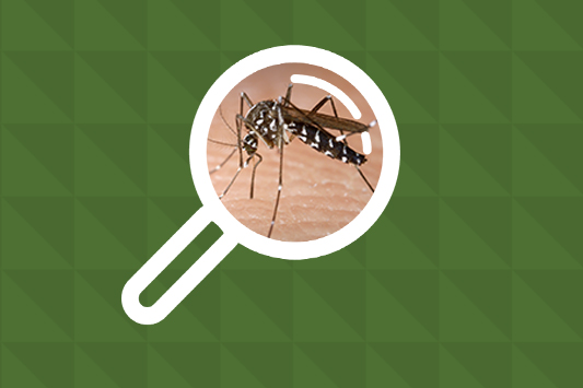 Combate ao mosquito Aedes deve continuar durante o inverno