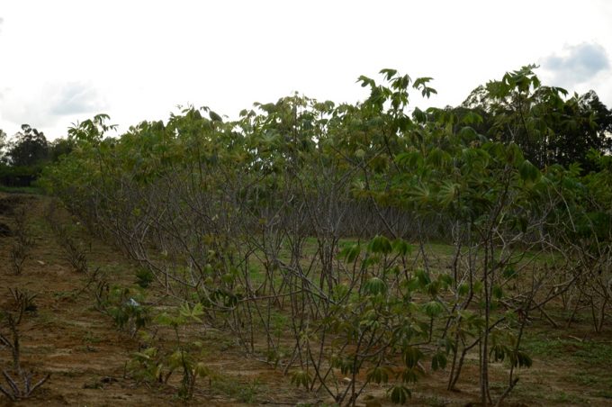 Dia de campo sobre variedades de mandioca será nessa quarta (14)