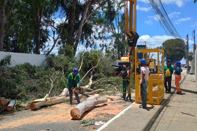 Secretaria de Meio Ambiente realiza poda de eucaliptos com até 70 metros de altura no Cemitério da Saudade