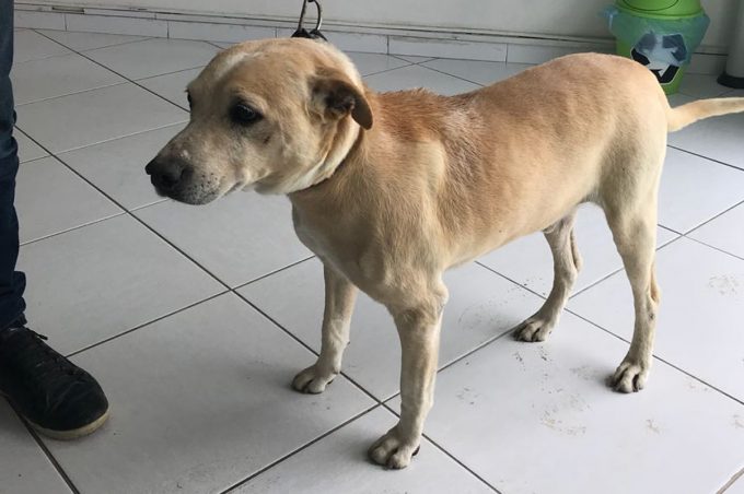 Secretaria de Saúde segue realizando castração de animais abandonados