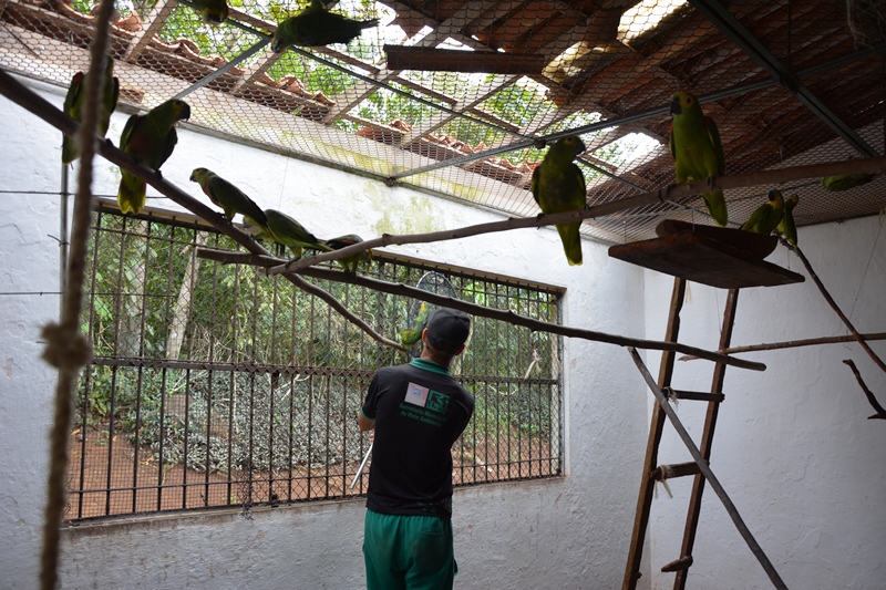 Cetas promove soltura de 50 papagaios
