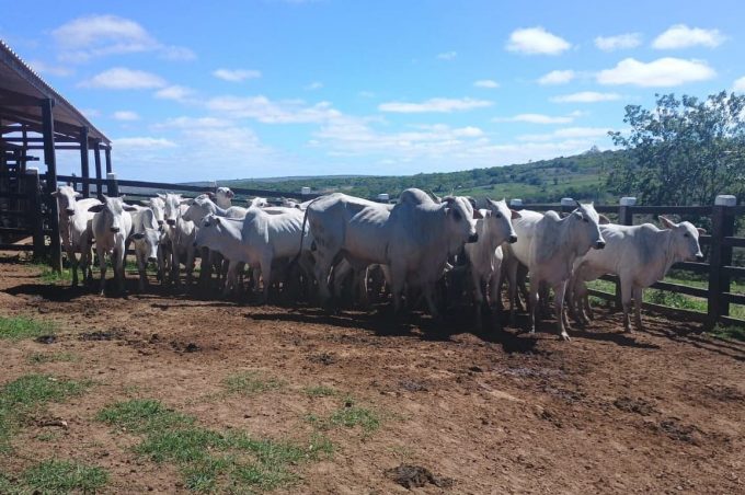 SMDR inicia projeto de inseminação de vacas leiteiras em José Gonçalves para melhoramento genético de rebanho