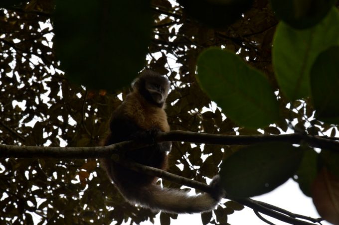 Mata Atlântica: saiba mais desse importante bioma brasileiro