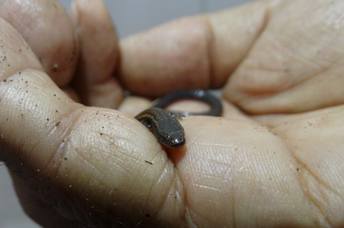 Cetas encontra espécie rara de lagarto existente apenas na Chapada Diamantina e Vitória da Conquista
