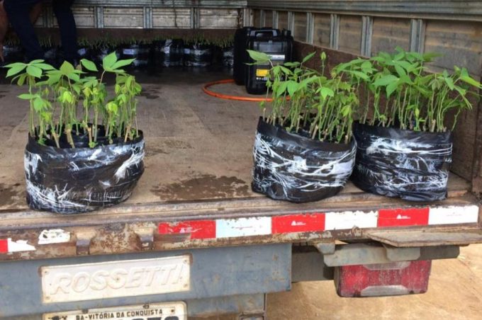 Município participa de projeto para melhorar qualidade e produção de mandioca