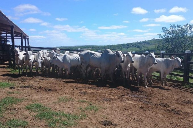 SMDR realiza nova etapa de inseminação artificial em gado de pequenas propriedades rurais do município