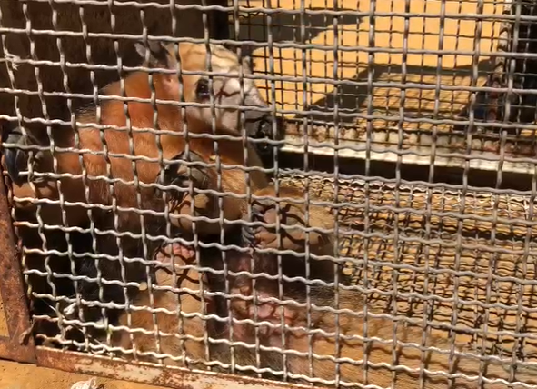 Tamanduá-mirim é resgatado e solto em operação conjunta do Gama e Cetas
