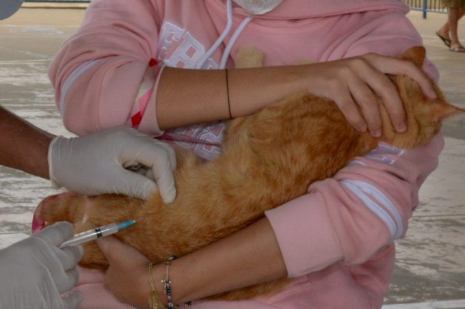 Secretaria de Saúde inicia vacinação de cães e gatos contra a raiva na área urbana