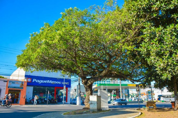 Secretaria do Meio Ambiente dedica atenção especial às árvores centenárias plantadas em espaços públicos